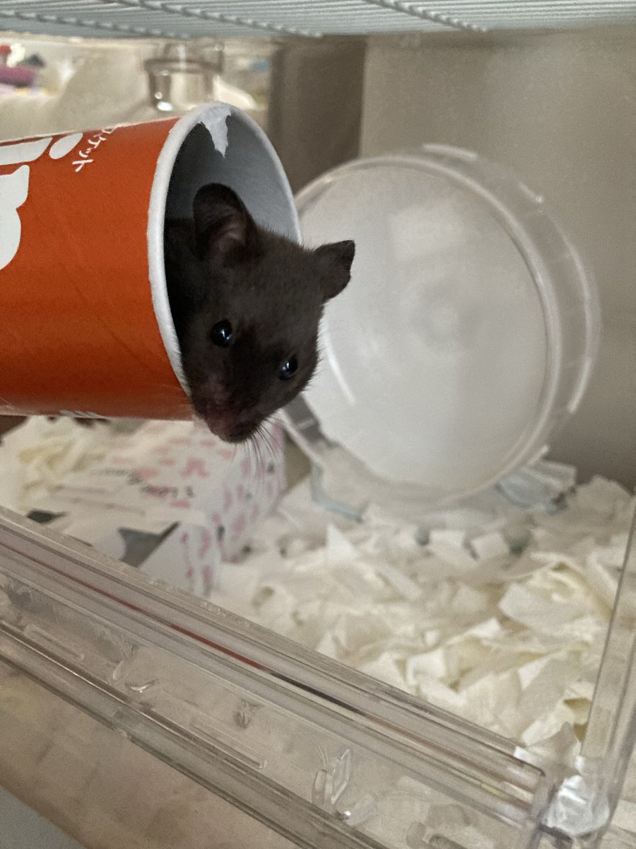 apiapitaro's tweet photo. 6月に我が家に来たエビちゃん🦐
全く物怖じしなくて、初日から部屋んぽを要求。 https://t.co/4QefMVi8T4