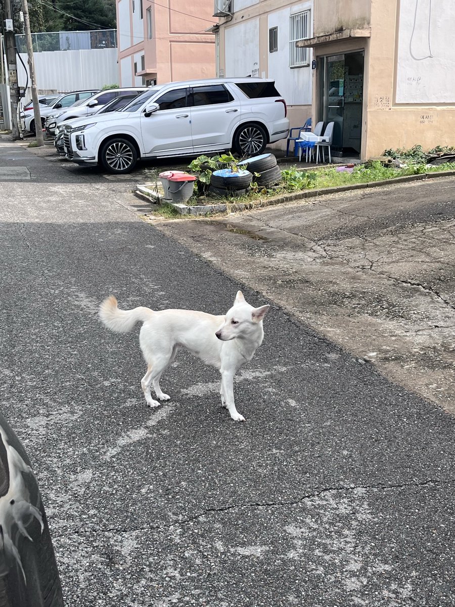 부천 고강동에서 강아지 잃어버리신 분 계신가요?? 비도 안 맞은 거같고 깨끗해서 집 나온지 얼마 안 된 거같아요!!!