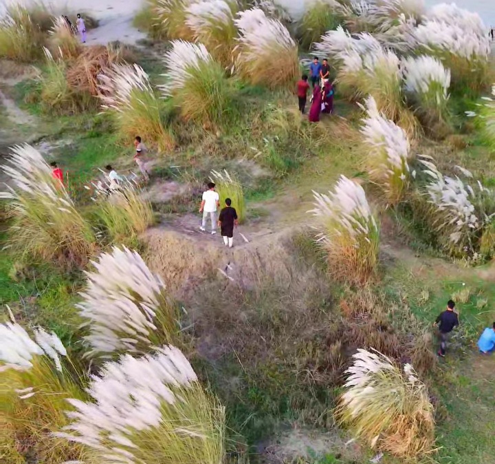 কাশফুলে সেজেছে প্রকৃতি; ব্রহ্মপুত্র নদের পাড়ে দর্শনার্থীদের ছবি তোলার হিড়িক