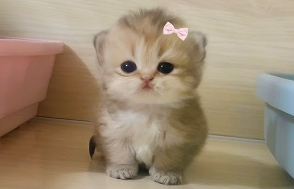 cutekittygirl67's tweet image. me if u even care #firstpost #hitwitter