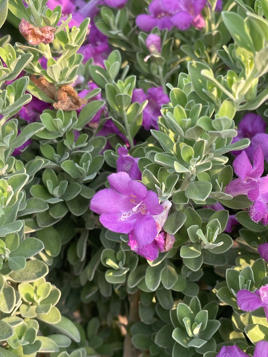 vishnu_dev07's tweet image. ശുഭദിനം