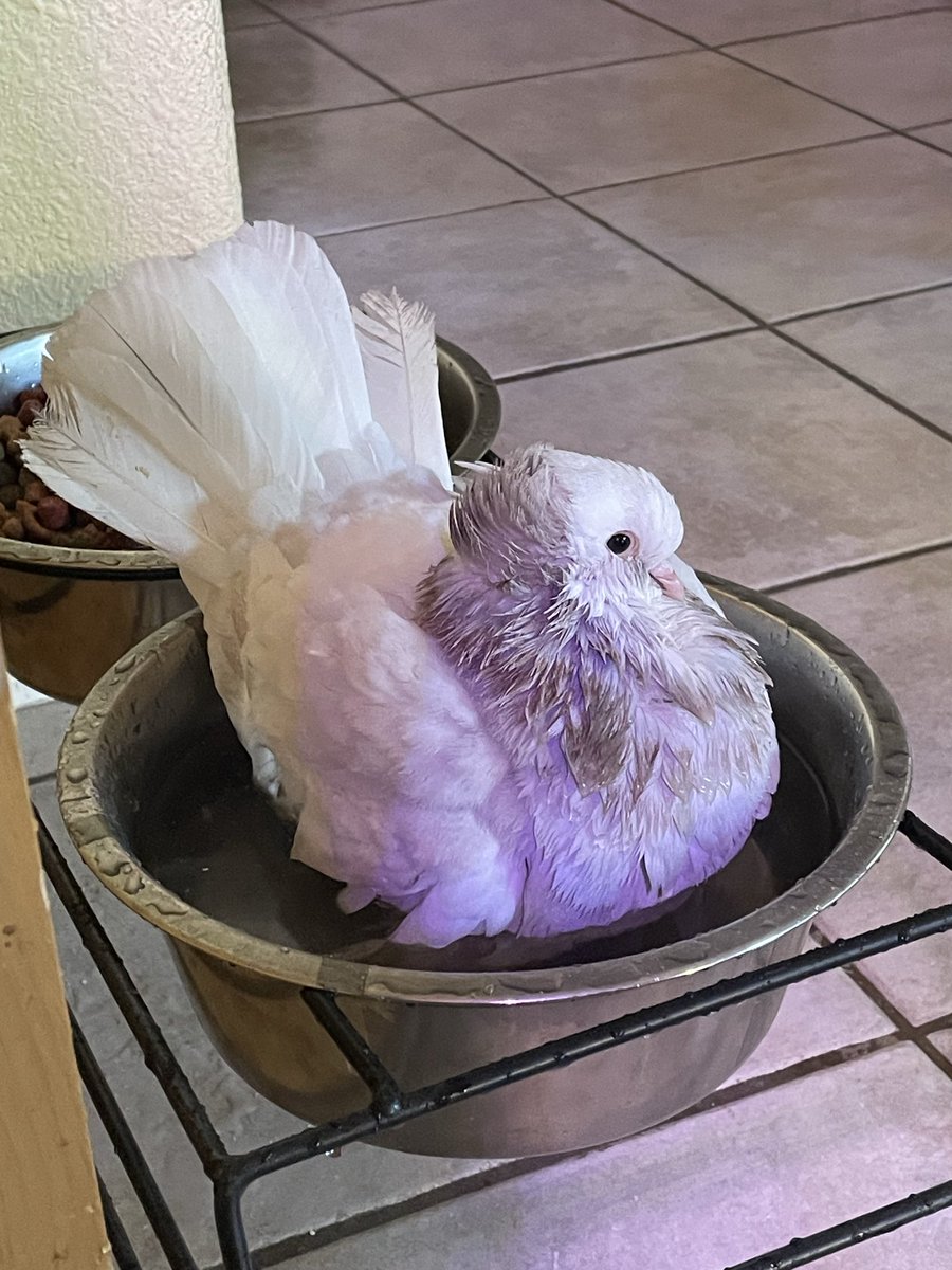  𖤣𖥧 𝖓𝐢𝐠𝐡͟𝐭͟𝐬͟𝐡͟𝐚𝐝𝐞. tweet media