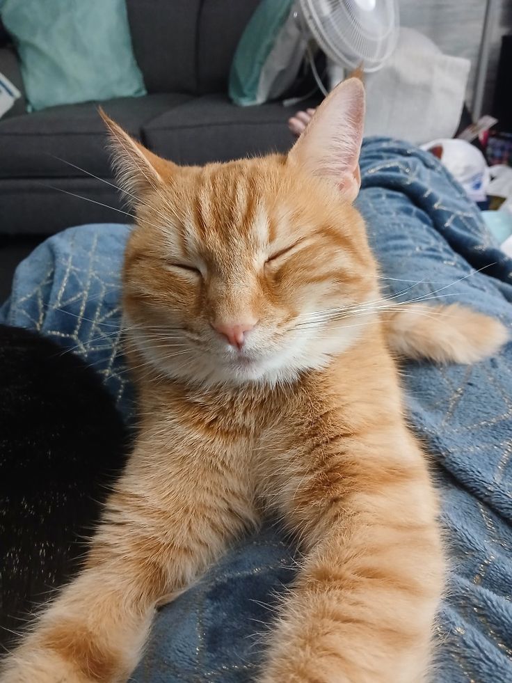 Just_azerr's tweet photo. @Tectone He's orange... Yes that's his name https://t.co/VXZEmVtZIx
