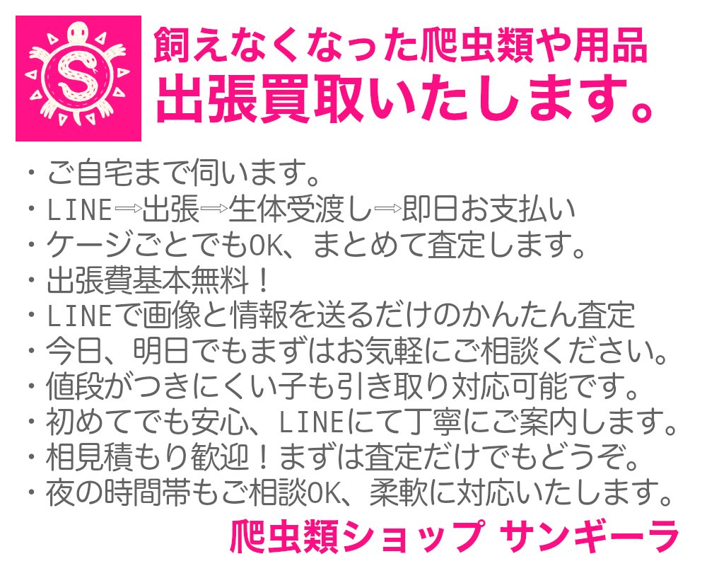 爬虫類ショップ サンギーラ（買取強化中） (@Sunguilla) / Posts / X