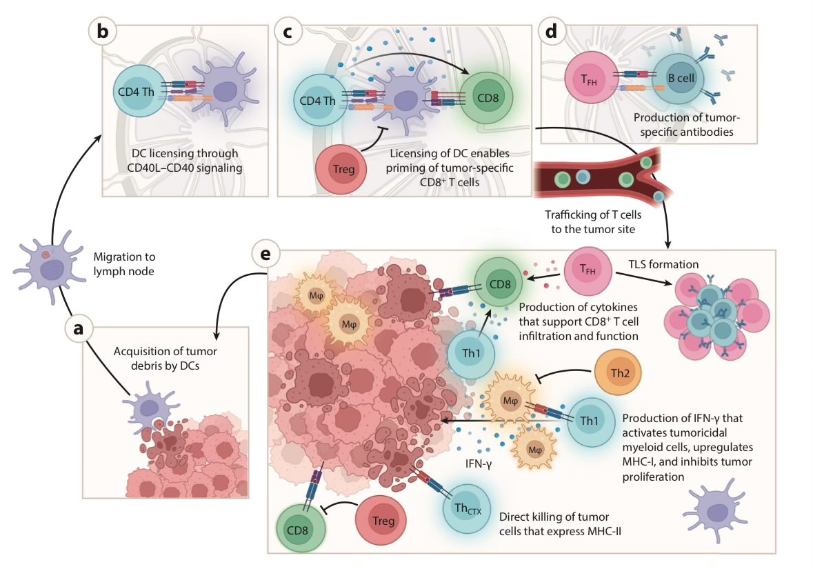 Fitting publication in <a href="/AnnualReviews/">Annual Reviews</a> given the <a href="/NobelPrize/">The Nobel Prize</a> for Tregs:
They Contain Multitudes: The Diverse Roles of CD4+T Cells in Cancer Immunity
annualreviews.org/content/journa…