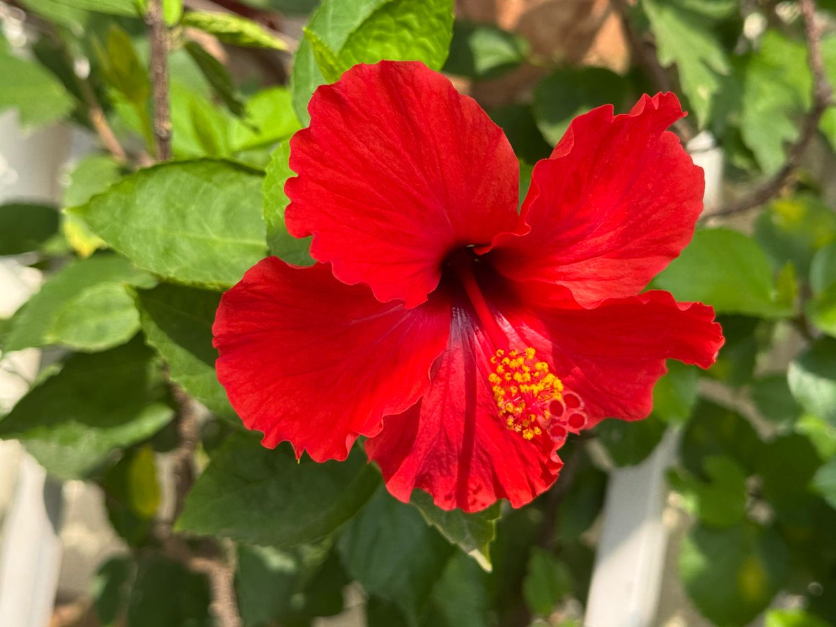 NATURE1422's tweet image. Which one is your favourite 
Hibiscus 🌺 
#SaturdayVibes