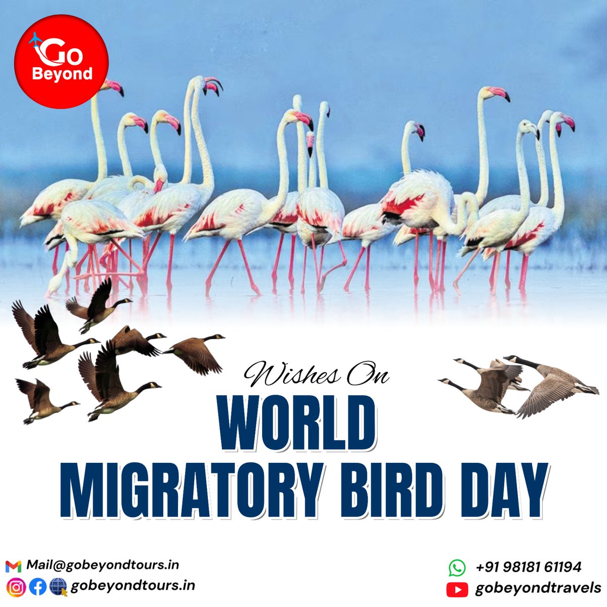 gobeyondtour's tweet photo. ✨ Soaring high across borders and skies — celebrating the beauty of freedom and nature’s travelers! 🌏🕊️
Let’s protect their journey,keep our skies alive 💙
@WWF @tourismgoi @WTM_London @ITB_Berlin
#WorldMigratoryBirdDay #SaveMigratoryBirds #GoBeyond #GoBeyondTours #GoBeyondNow https://t.co/jKbBfUaAnX