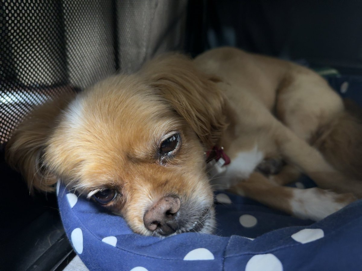 taka0815's tweet image. #犬 #保護犬 #ペキプー