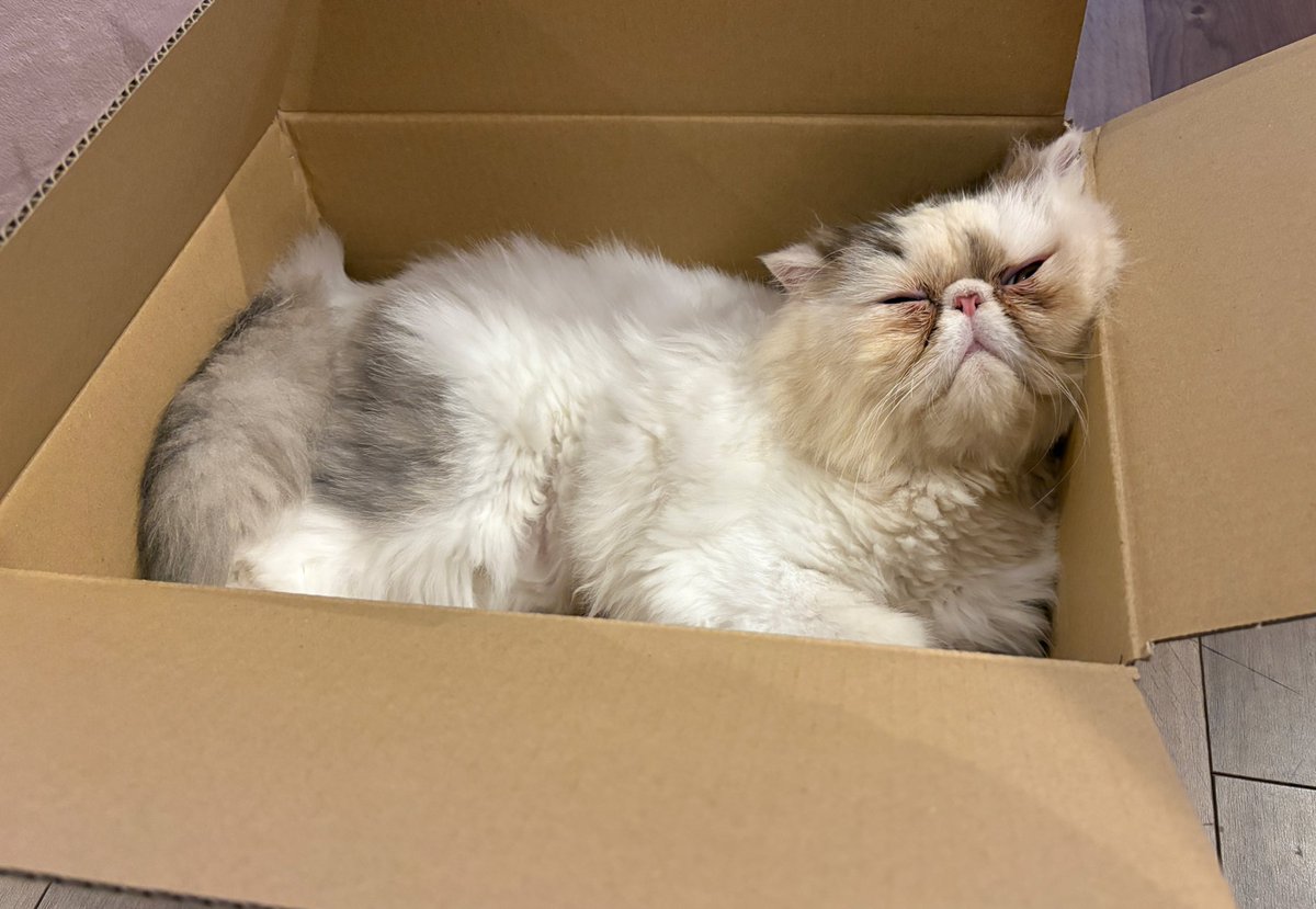 raimu_charlotte's tweet image. ねこｽﾞ🐈