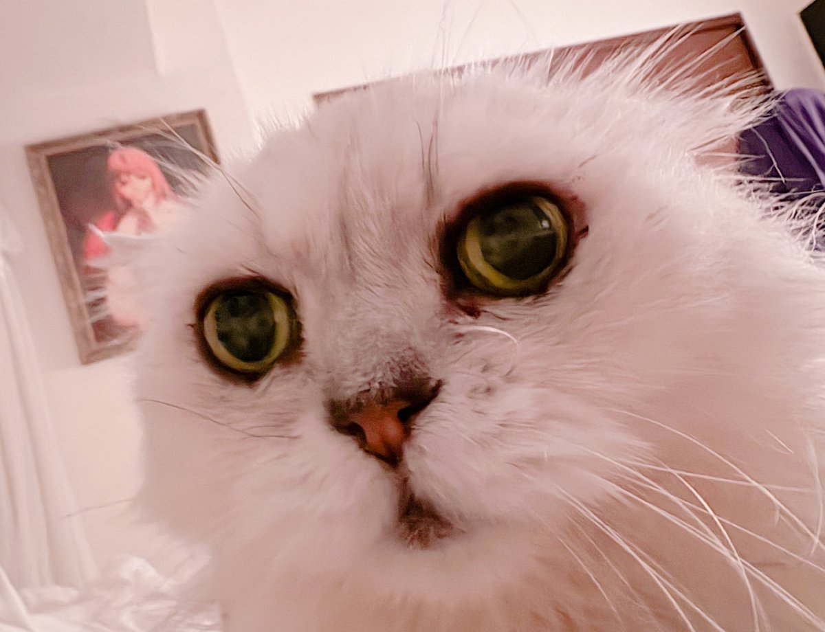 raimu_charlotte's tweet image. ねこｽﾞ🐈