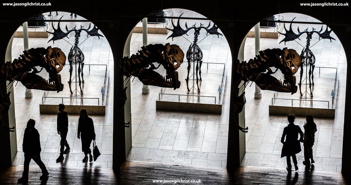 jgilchrist13's tweet image. Tyrannosaurus rex (T. rex) & Giant Elk (Megaloceros giganteus) & visitors.
National Museum of Scotland.
Today, #FossilFriday...
#Trex #Tyrannosaurusrex #GiantElk #Megaloceros #palaeontology #paleontology #dinosaur #dinosaurs #museum #NationalMuseumOfScotland #Edinburgh #Scotland