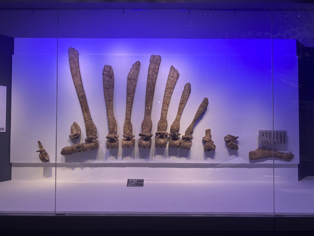 uoichiba1027's tweet image. #FossilFriday 
スピノサウルスぱいせんの幻影