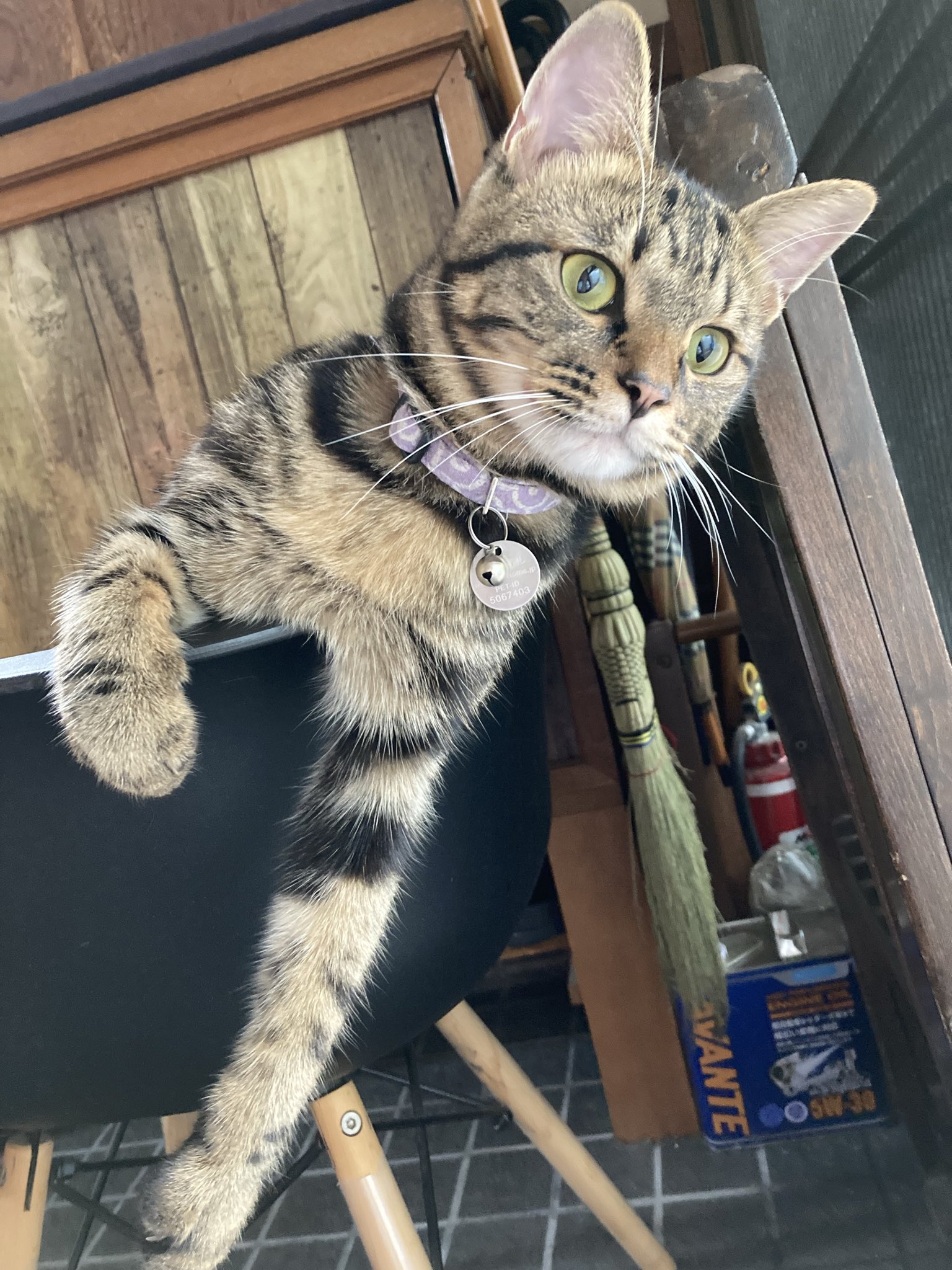 猫さん 猫さん カード検索 ｜ Z/X - Zillions of enemy X - ゼクス公式サイト