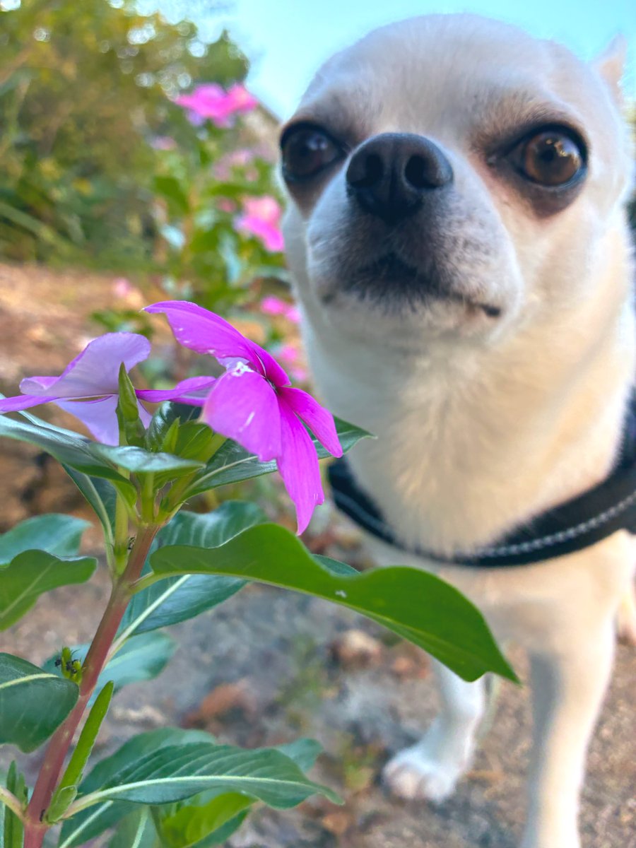 324_violet's tweet image. 散歩の時間が長くなる
良き季節🐶💕

#ハク #ハク坊 #ハル爺の弟分