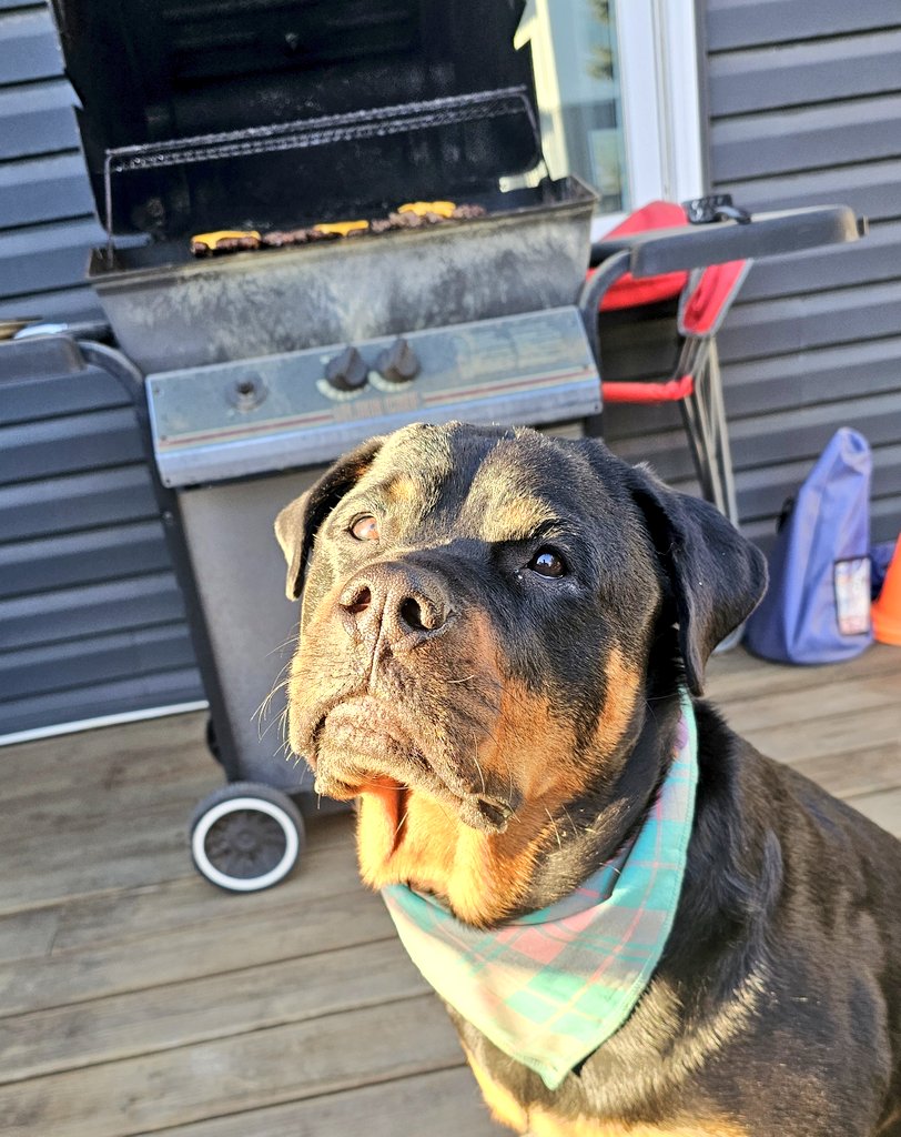 ON our apartment balcony there was no room for a wheelchair to maneuver around, have a small table, some flowers AND a BBQ. But on our accessible deck there is so for the first time in my doggy life, I'm getting a fresh BBQ burger! Best. Day. Ever.