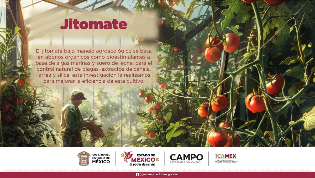 Con el manejo agroecológico del jitomate, el Departamento Hortícola del ICAMEX avanza hacia una agricultura sustentable y sostenible para tener alimentos sanos, libres de agroquímicos y amigables con el ambiente.

#ElPoderDeServir #CampoICAMEX