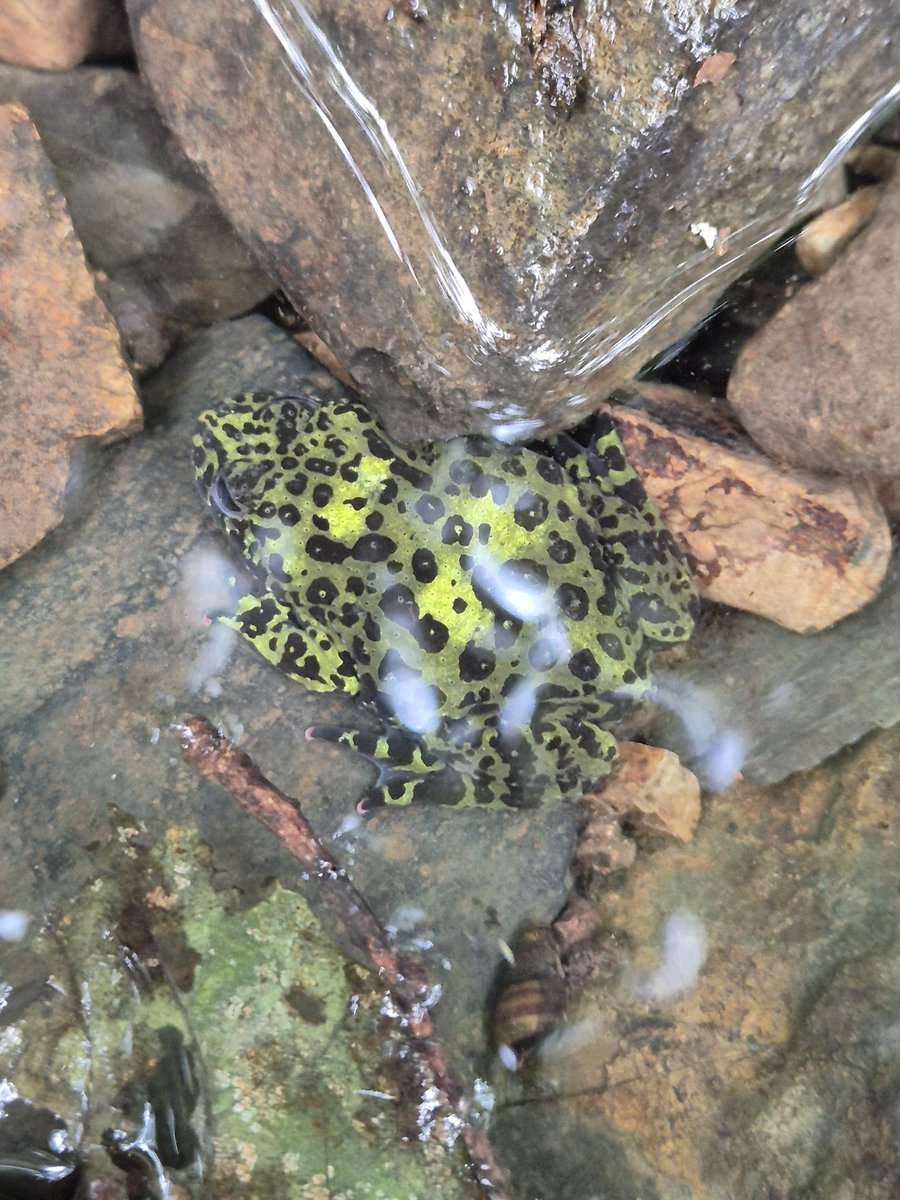 チョウセンスズガエル
Bombina orientalis