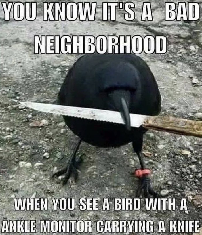 crow with knife