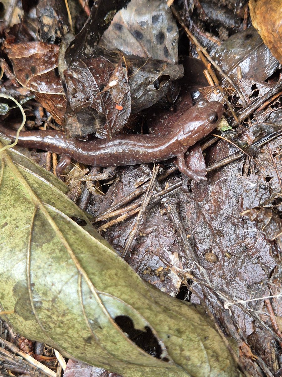 イキサンショウウオ
Karsenia koreana