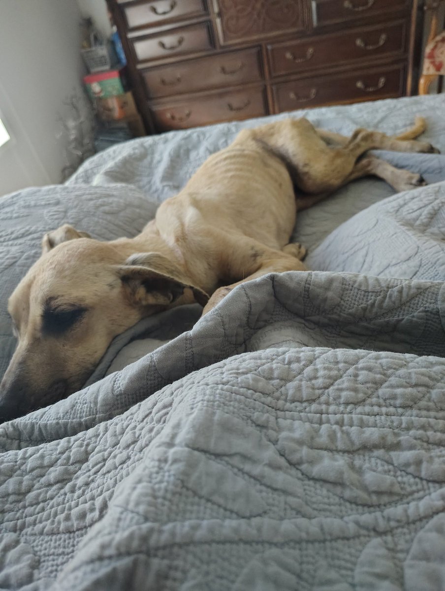 jcdzag's tweet photo. @TaraBull808 This is Lola. She's warm, fed and safe now https://t.co/5nCbau8Q55