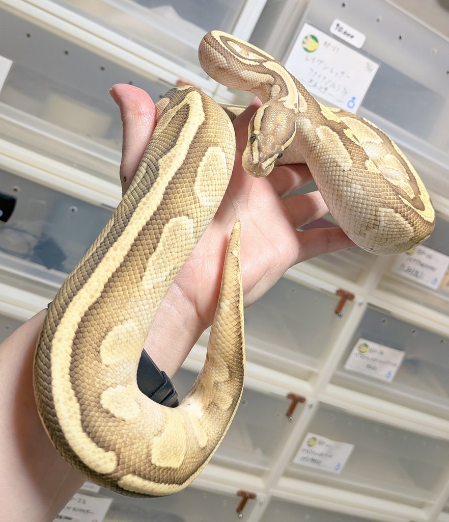 BallPython1207's tweet image. 11時〜
「バナナの家」開けまーす😊✨
良き一日を〜☆
#バナナの家
#ボールパイソン
#爬虫類
#ballPython