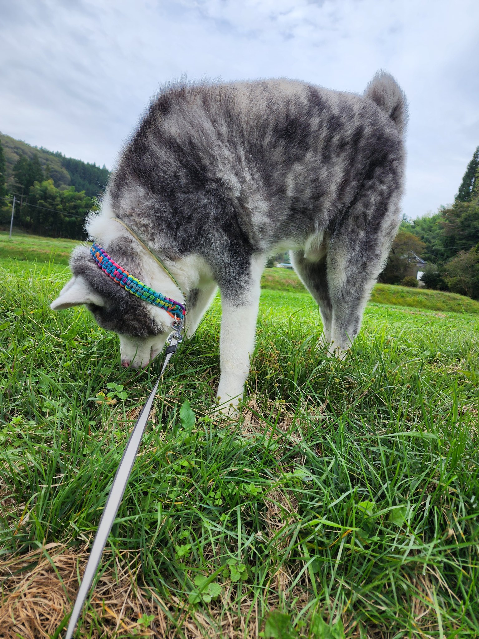 ゲン太犬 源犬太- Twitch