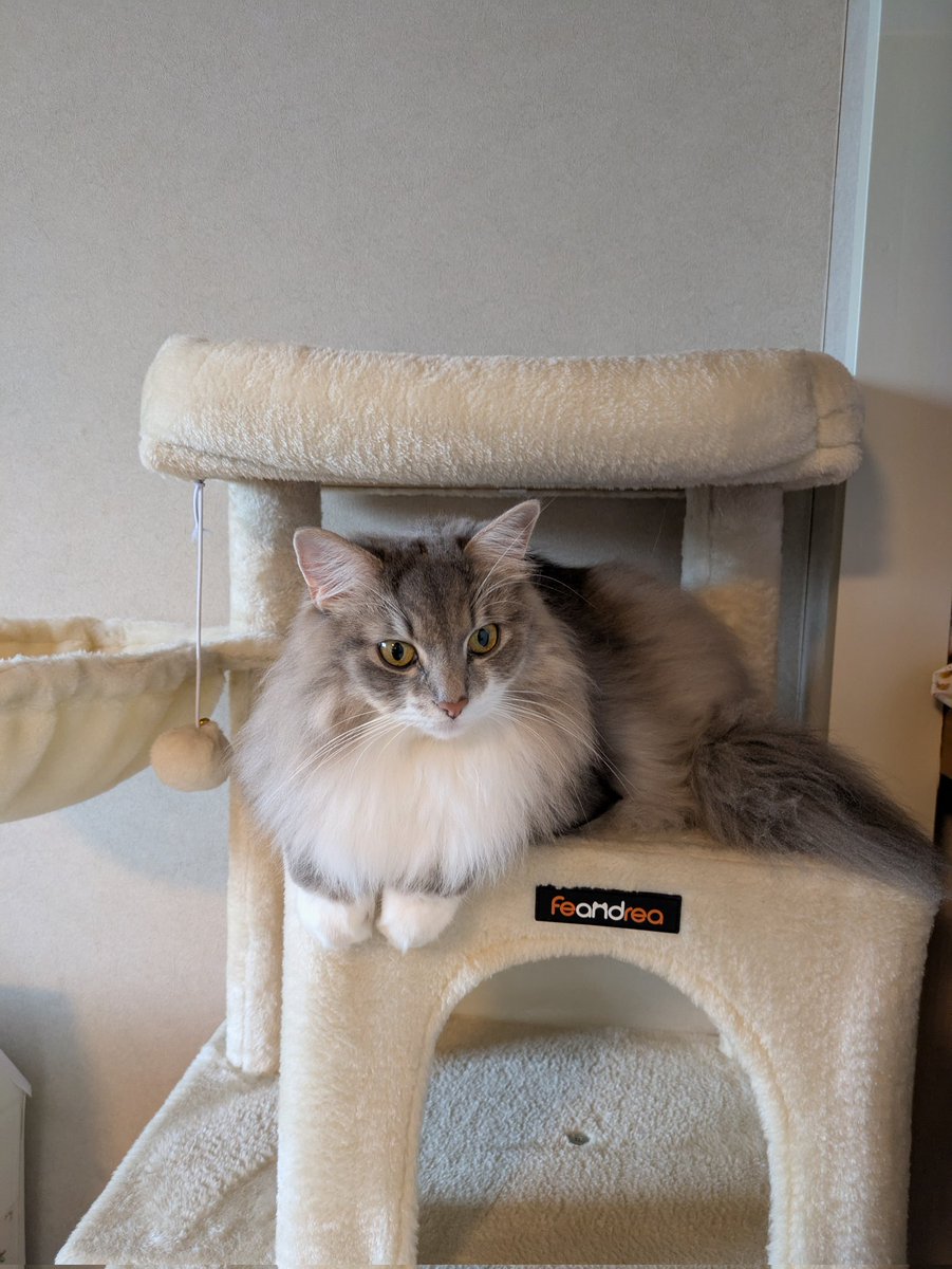 queenkingbell's tweet photo. オハにゃん🐾 https://t.co/uZxp6qycbd