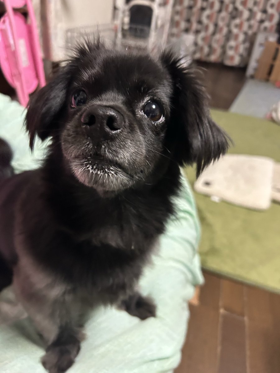 muroi_sakurai's tweet image. は？飼い主お出かけ？

 #犬のいる暮らし  #犬のいる幸せ  #犬好きさんと繋がりたい  #フォロバ100変垢以外