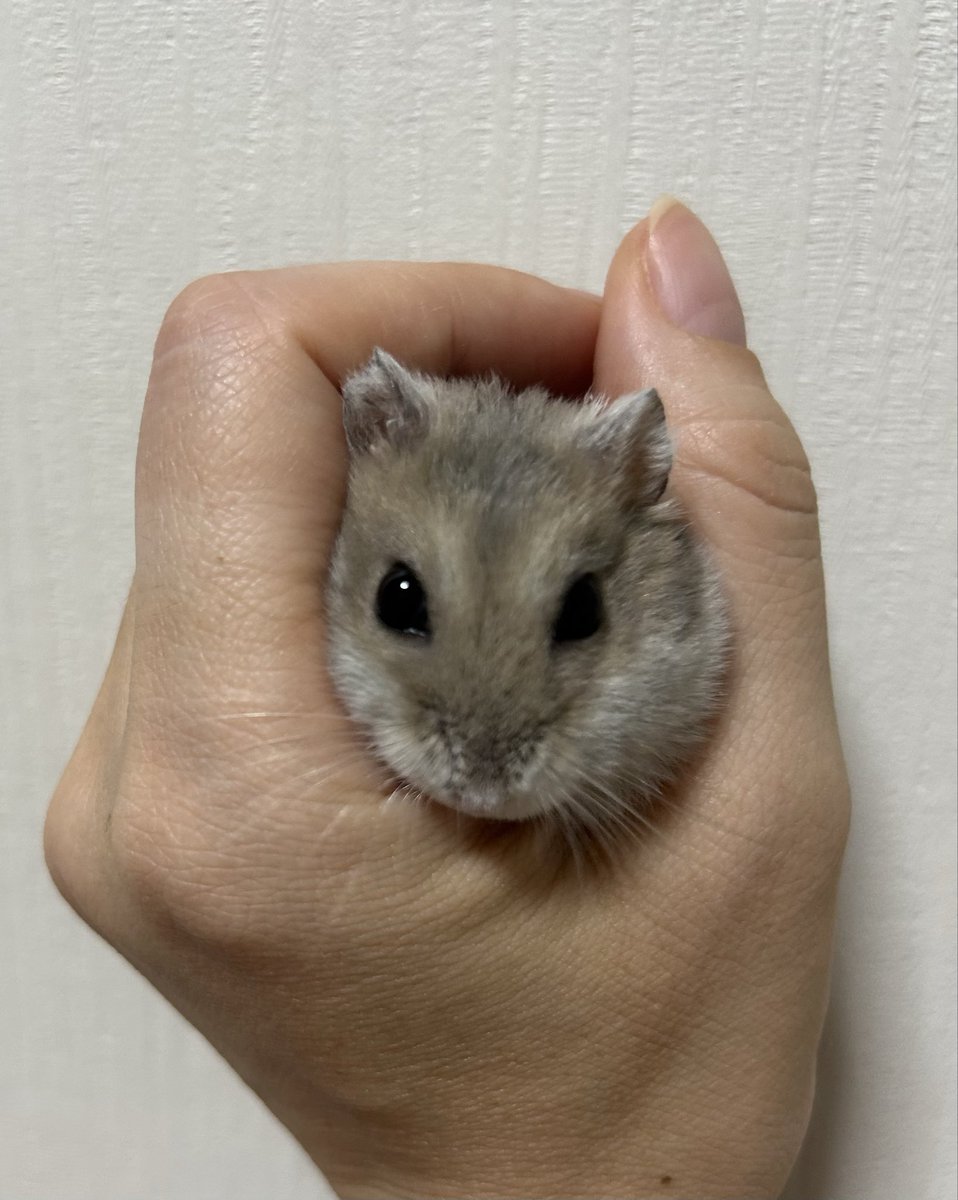 なんかごめん（¯꒳¯٥)
うちのステファニー🐹、めっちゃ可愛い❤️
今朝のたわむれ︎💕︎
 #シンプルライフ