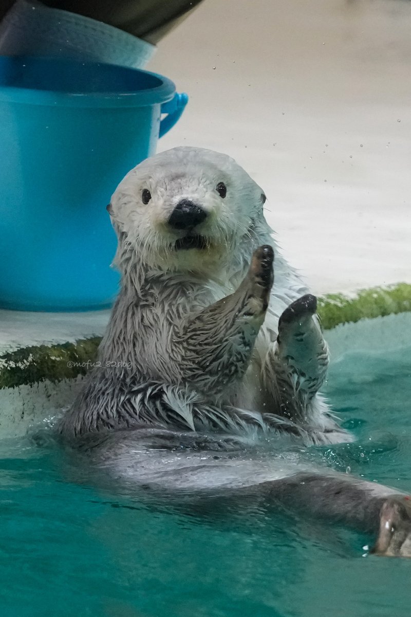 『今日もキリキリ働きなさーい！』
ってメイちゃんにメイ令されたら、馬車馬以上に働ける自信ある。

#鳥羽水族館 
#ラッコ 
#ラッコのメイちゃん
