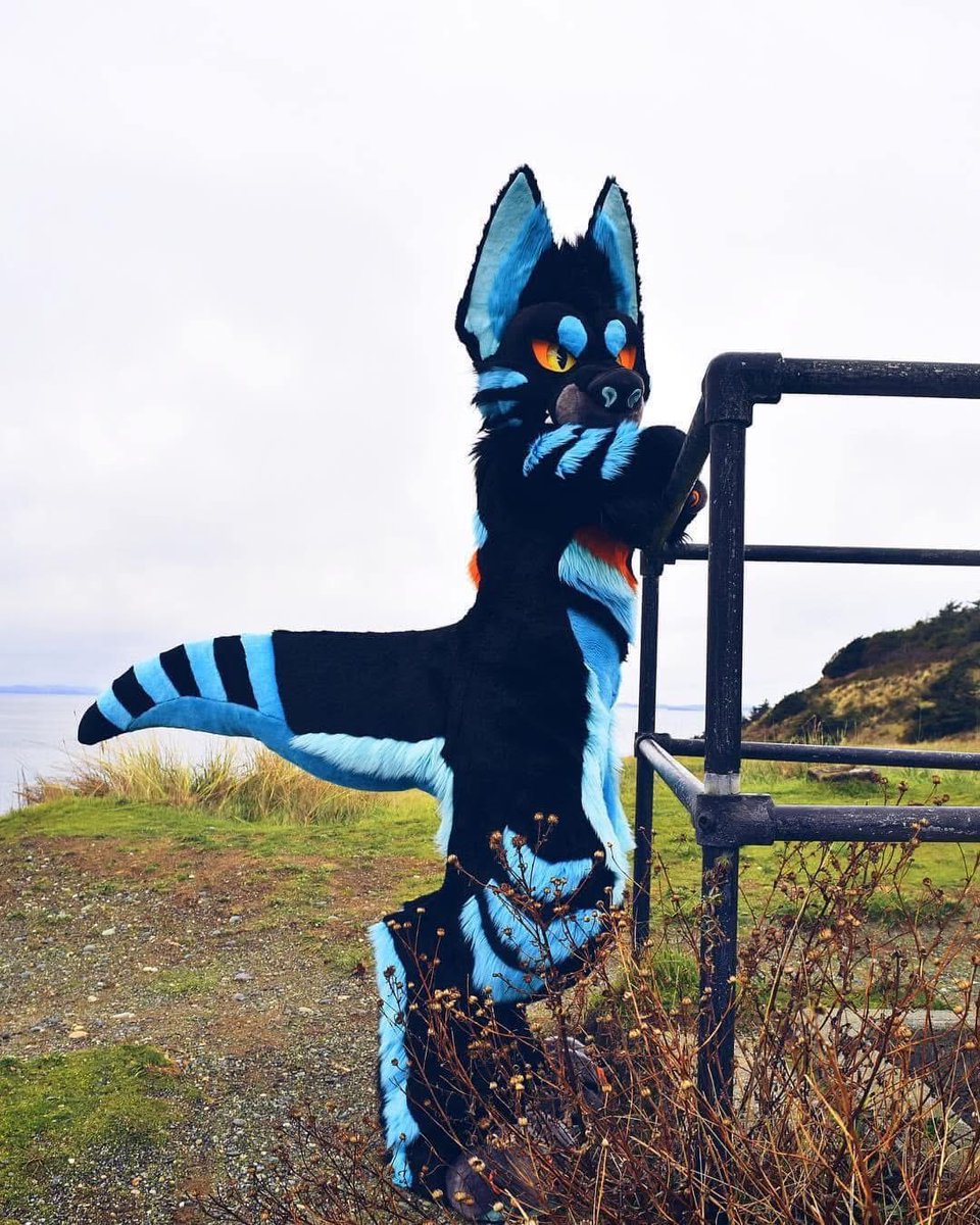 ‘Whatcha thinkin’ about?’ ‘Ah, I dunno. Raptor stuff, I guess.’ 💙🦖

#furry #furries #fursuit #fursuits