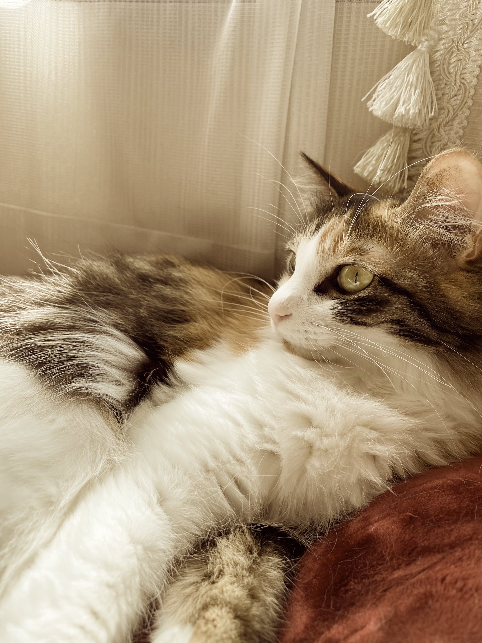 みけさん・くろさん on X: 