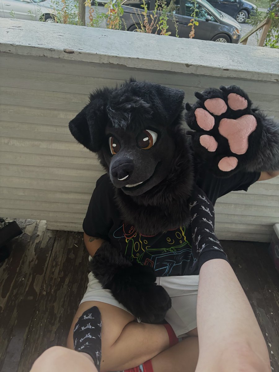 Bandit 🐕‍🦺 tweet media