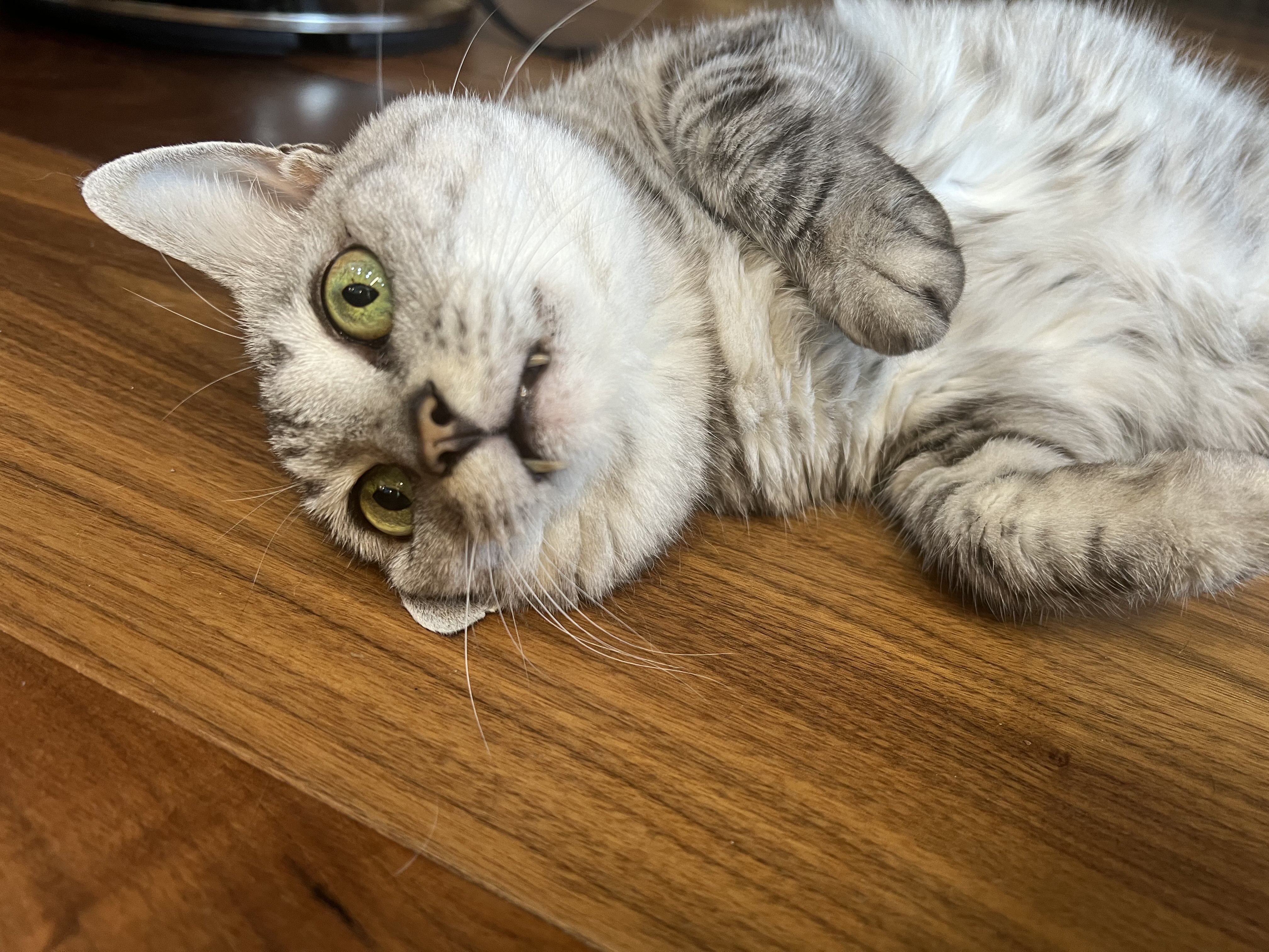 ねこ zx-apet2-02.jpg