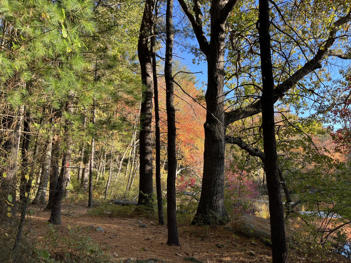 MarcHurBoston's tweet image. Friday afternoon/evening hike, and the foliage was pretty great. #NashobaBrook #Acton