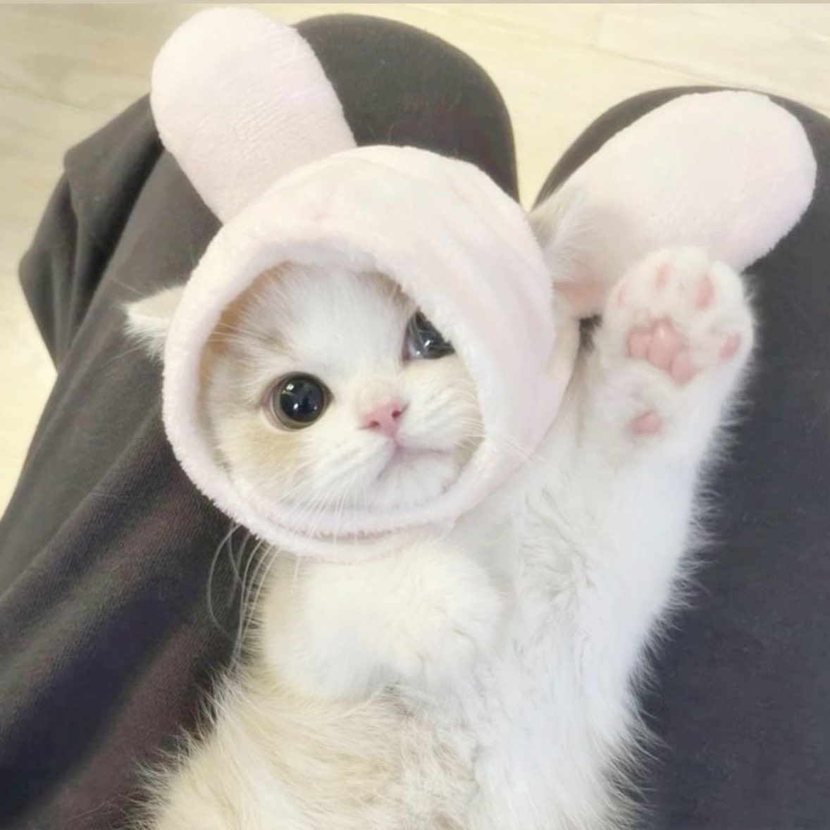 ydi__anjel1010's tweet image. ネコパンチ✊🏻💥😻