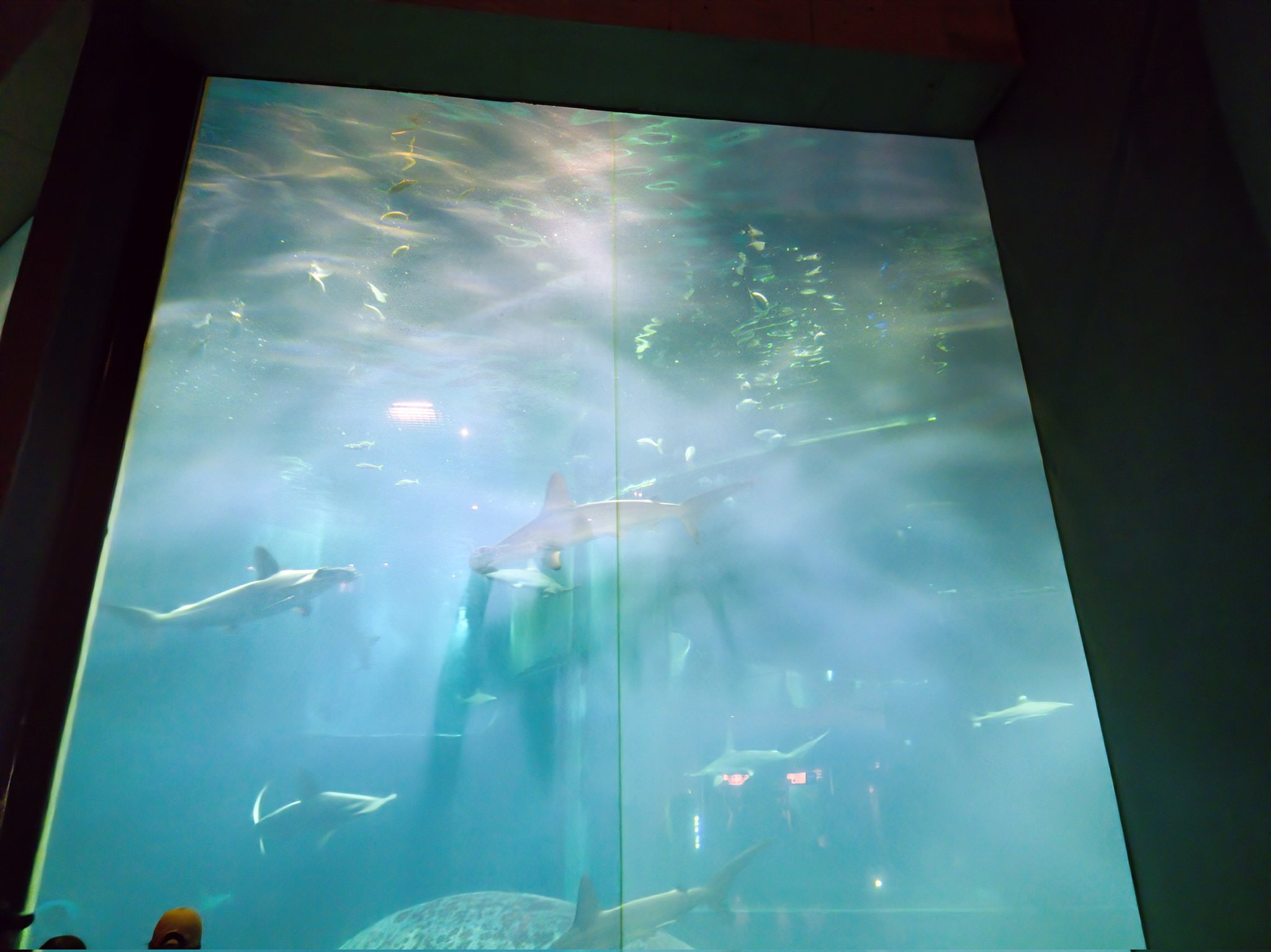 佐野元春/ナポレオンフィッシュ・ツアー・'89～自由への新しい航海 ナポレオンフィッシュと泳ぐ日 限定編集版 : ビデオ『ナポレオン