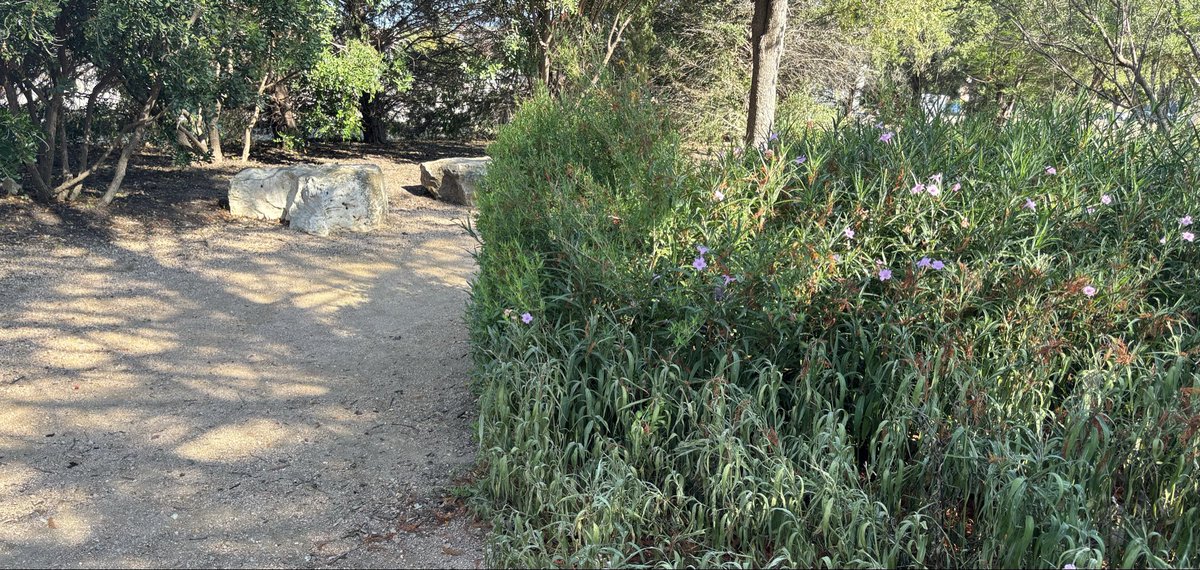 zapharatu's tweet photo. Today I walked to one of my favorites neighborhood parks and later had spinach artichoke chicken pasta and seasoned sweet corn. https://t.co/DE4OBgEwPy