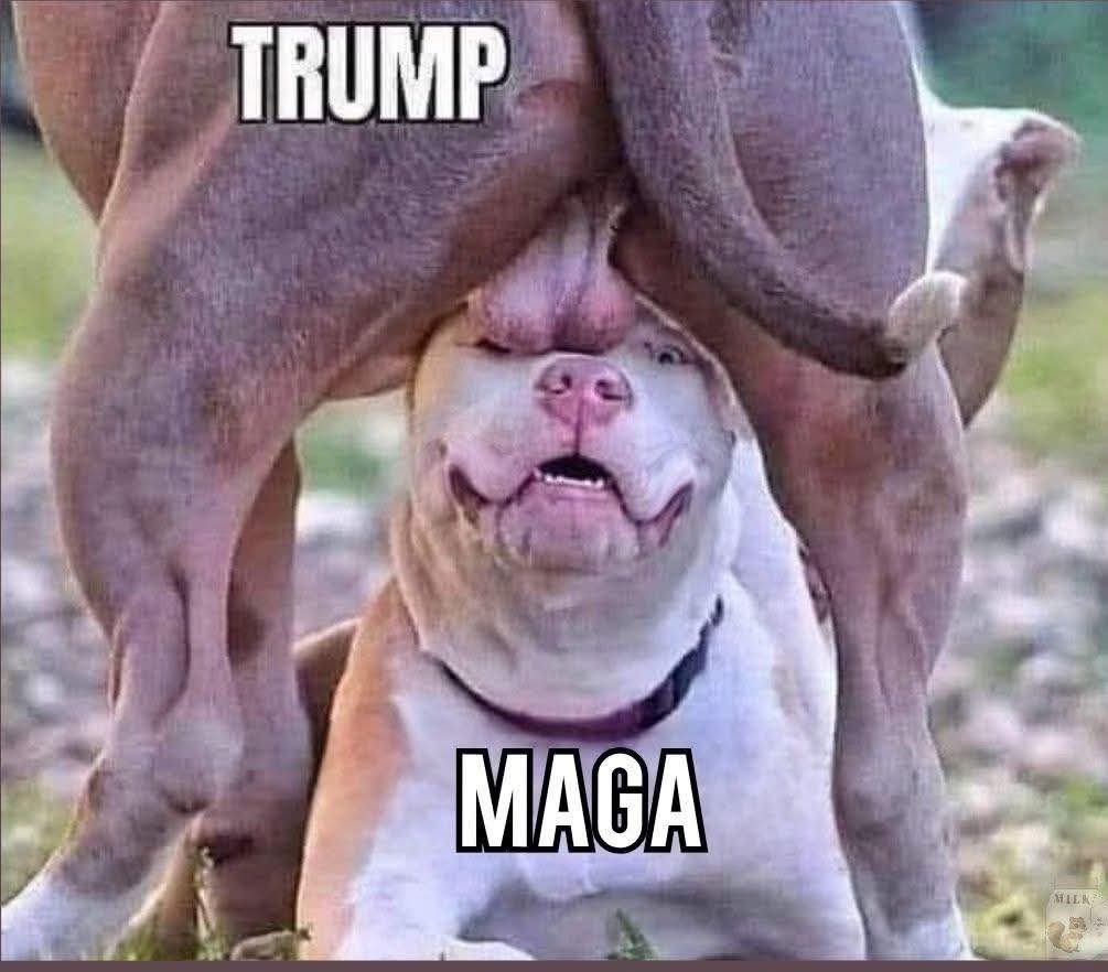 gilbertjimp's tweet image. Roger not sure why I never see your posts but one things for sure you always cause beer to shoot out my nostrils in laughter.

“Gargling Trumps balls”

Bwahahahahahaha Bwahahahahahaha 

Speaking of balls.