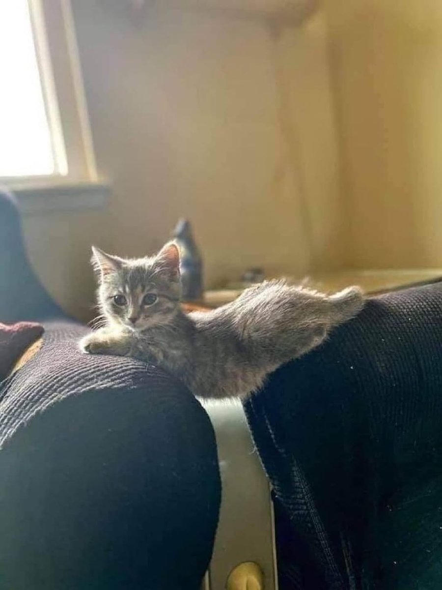 Catsillyness's tweet image.