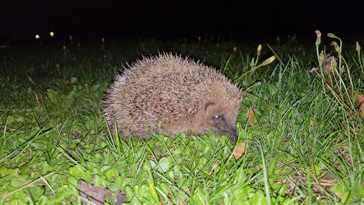 Just call me the hedgehog whisperer at this point...