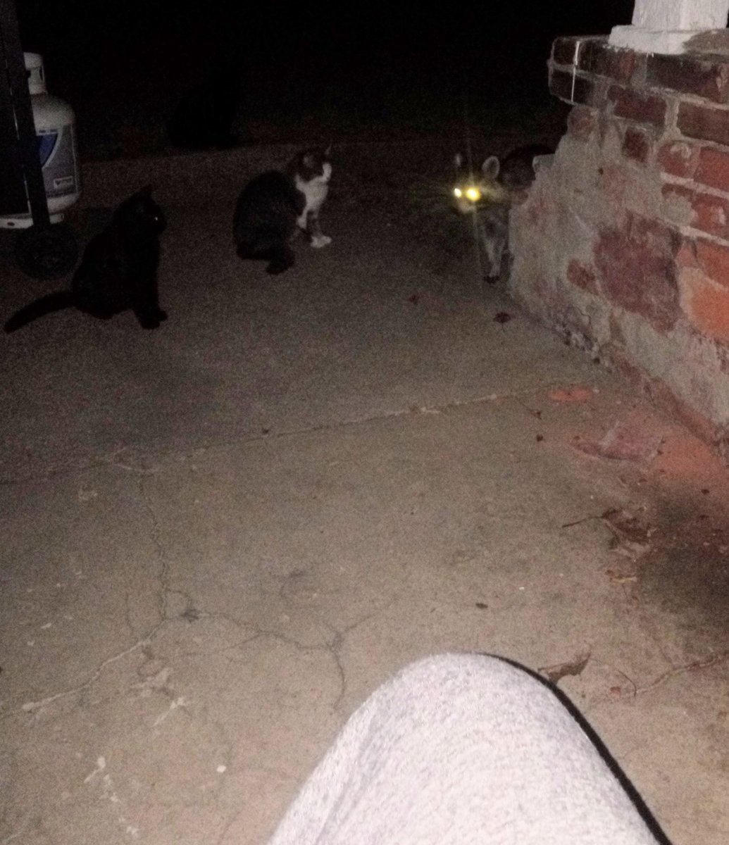 WeeklyBeagle's tweet image. I had a visitor looking for snackerals while sitting out back smoking a cigar. He was very polite and asked nicely if the kittens were willing to share.
