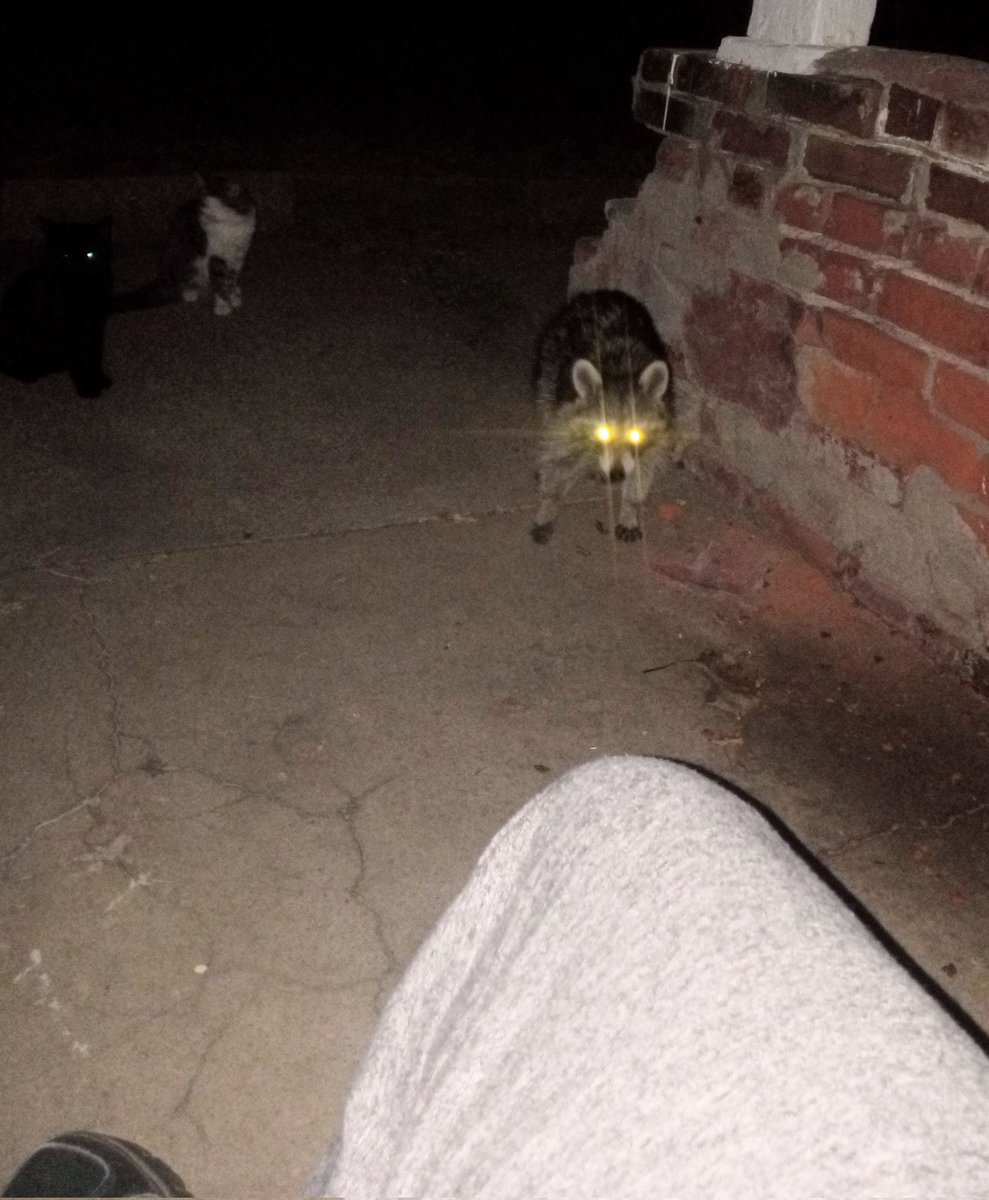 WeeklyBeagle's tweet image. I had a visitor looking for snackerals while sitting out back smoking a cigar. He was very polite and asked nicely if the kittens were willing to share.