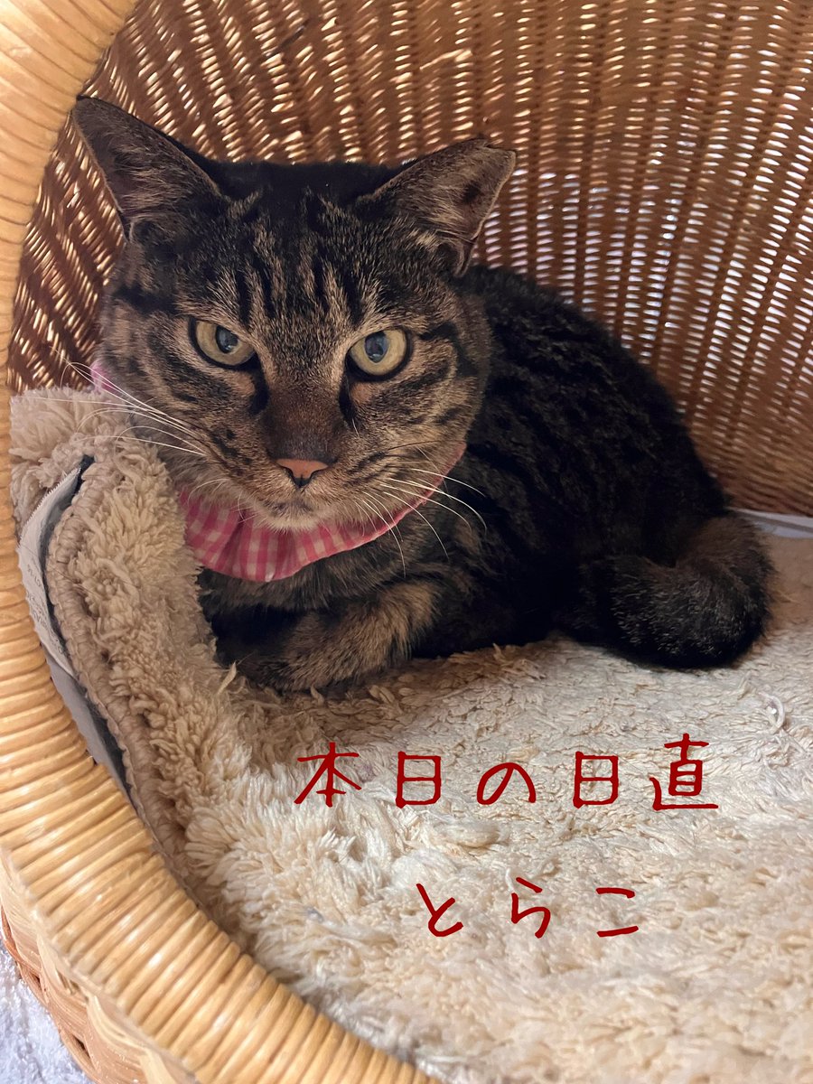 非営利型 一般社団法人 ねこたまご (@nekotamago_) / X