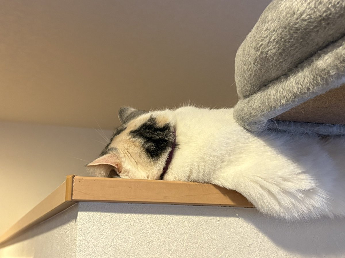 yokunerunene's tweet image. ねね寝落ち‼️