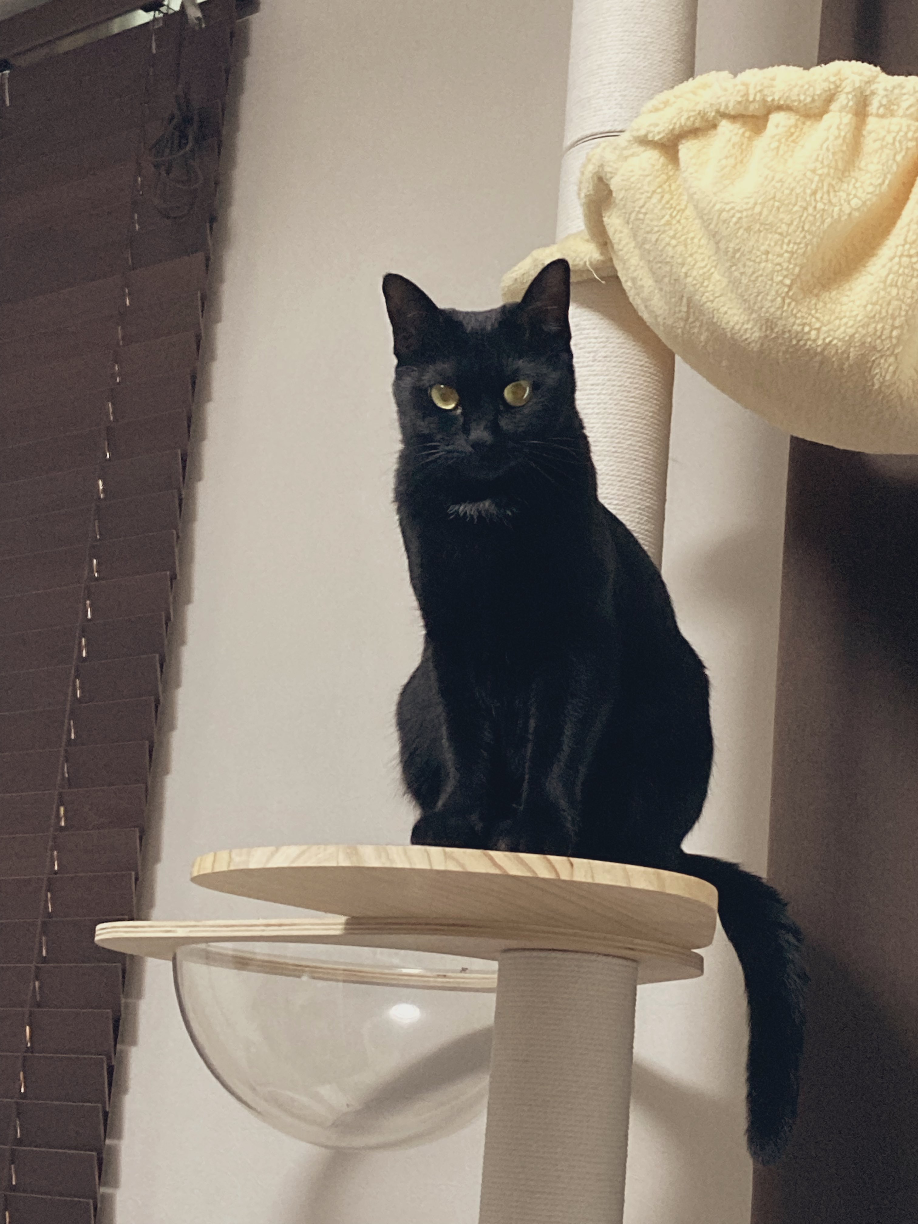 くろねこページです！ くろねこのじじ (@kuronekojiji720) / X