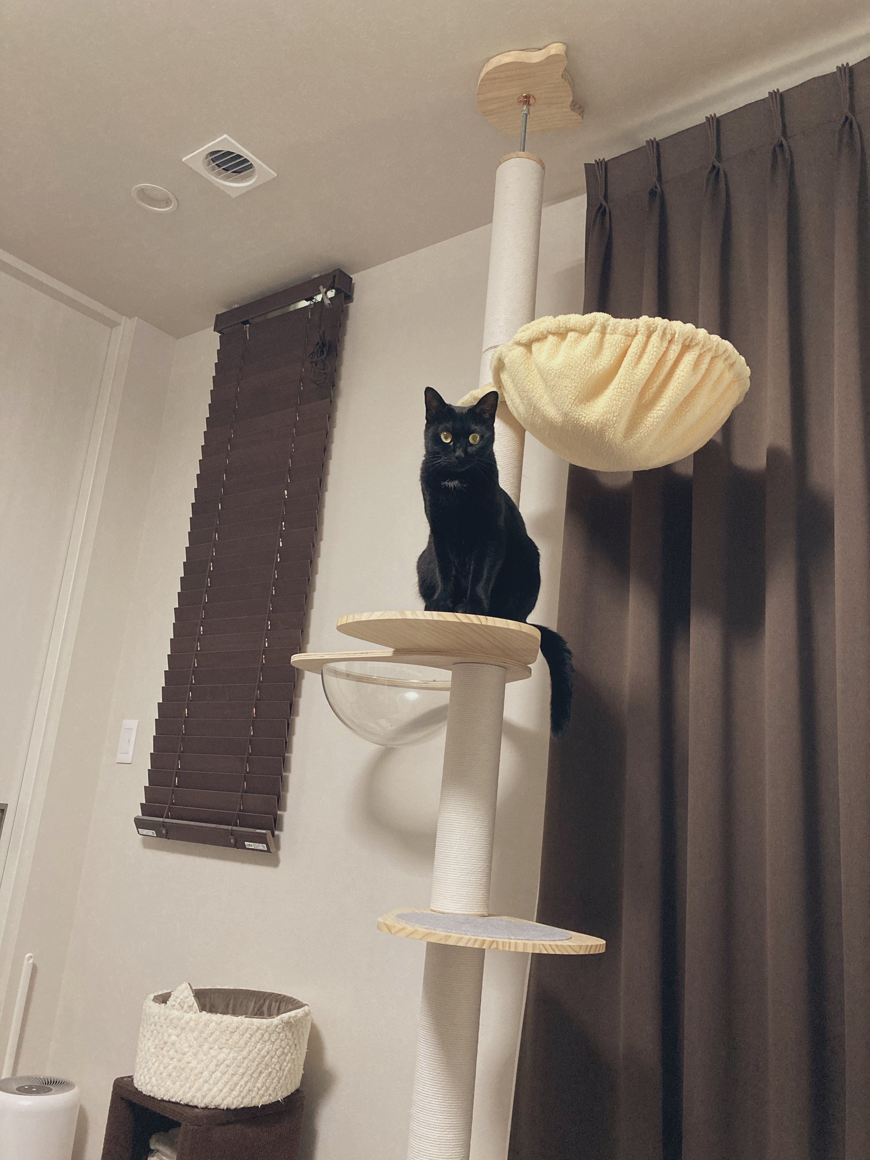 くろねこのじじ (@kuronekojiji720) / X