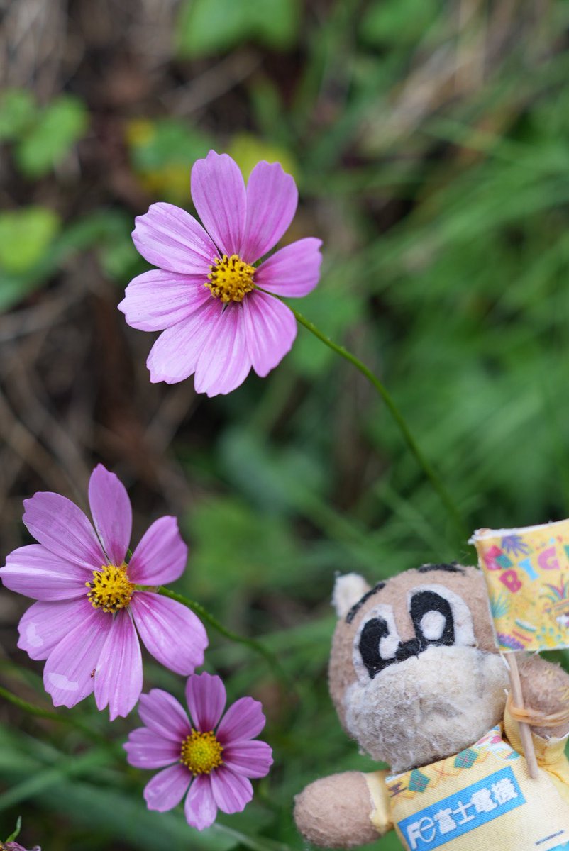 雨ふりだね〜♪
#お花だいすきジェフィ
#食いしん坊ジェフィ