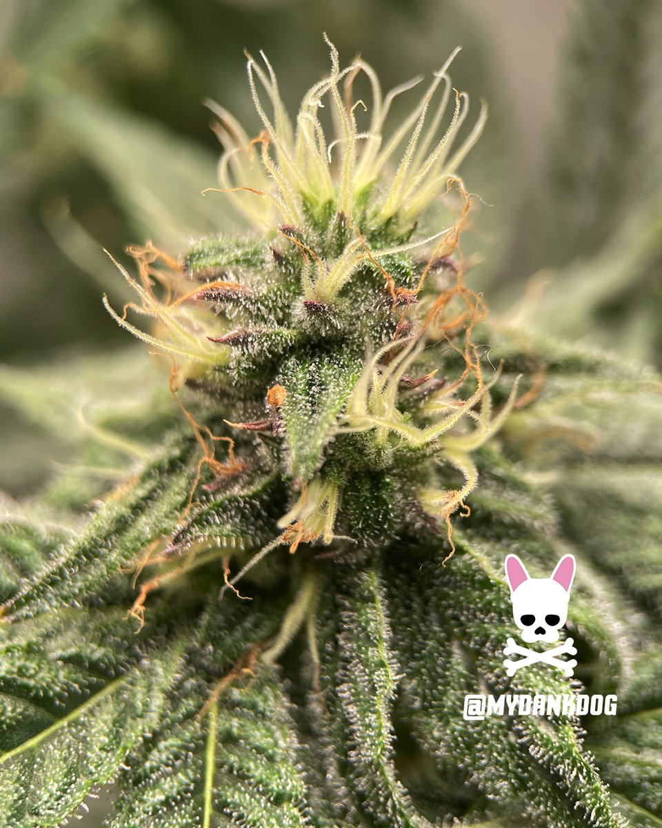 MyDankDog's tweet photo. Seedsman Purple Oreoz F1 Photoperiod. Growing inside the Vivosun VGrow DWC Hydroponics Grow Kit. 10% OFF Seedsman 👉code : MYDANKDOG
@VIVOSUN @SeedsmanSeeds
#growyourown #lovewhatyougrow #hydroponic #DWC #DEEPWATERCULTURE #Vivosun #growtent #VGrow https://t.co/mZEAvJcAZP