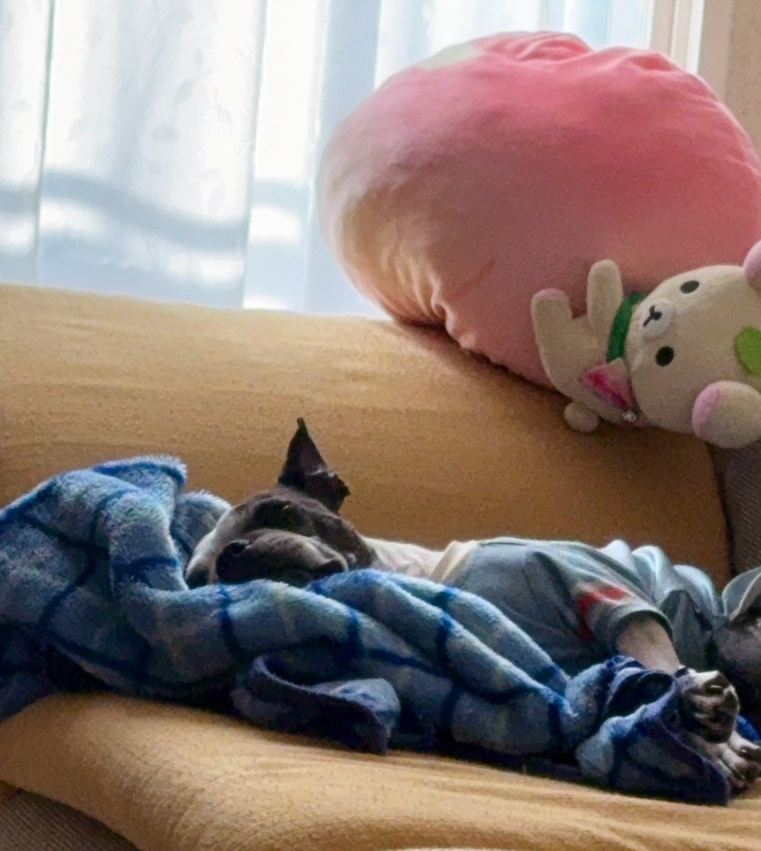 おはよー💤

#ボストンテリア